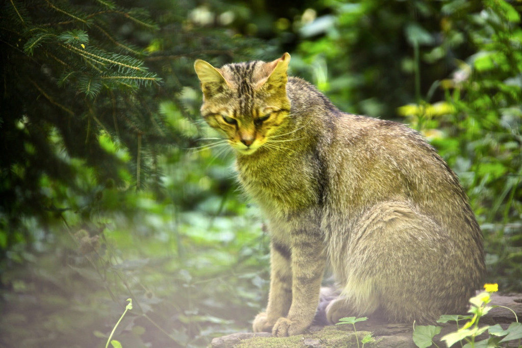 KOE_Wildpark Nachwuchs 43_jpg-1342723309