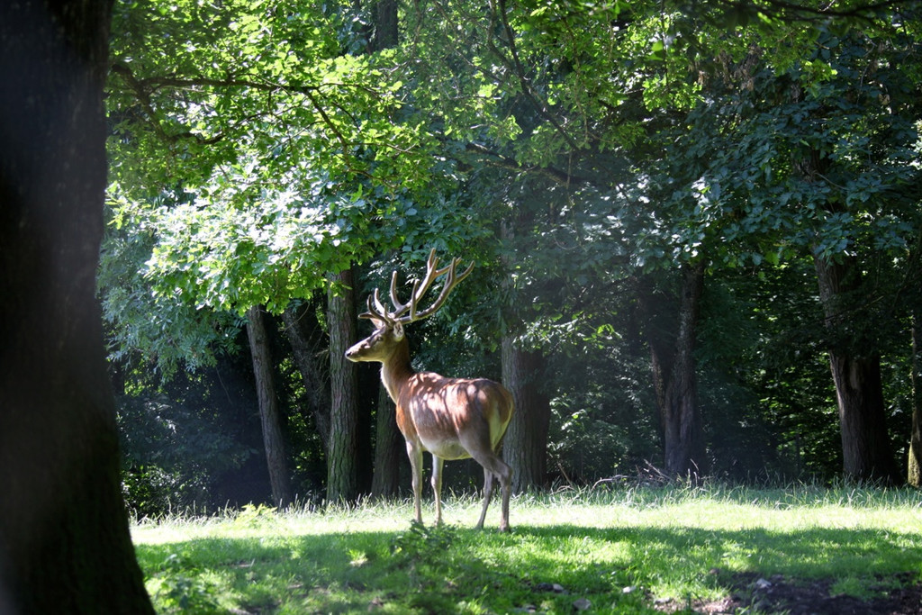 KOE_Wildpark Nachwuchs 44_jpg-1342723320