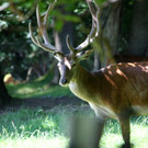 KOE_Wildpark Nachwuchs 45_jpg-1342723326