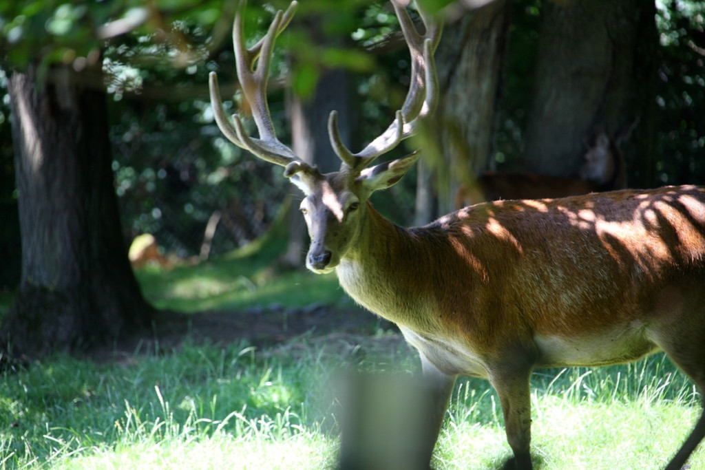 KOE_Wildpark Nachwuchs 45_jpg-1342723326