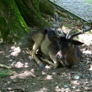 KOE_Wildpark Nachwuchs 47_jpg-1342723345