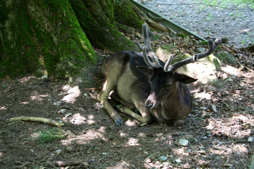 KOE_Wildpark Nachwuchs 47_jpg-1342723345