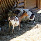 KOE_Wildpark Nachwuchs 50_jpg-1342723373