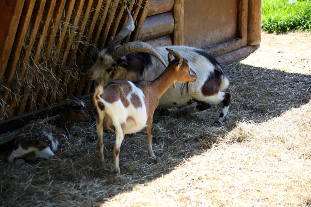 KOE_Wildpark Nachwuchs 50_jpg-1342723373