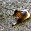 KOE_Wildpark Nachwuchs 51_jpg-1342723385