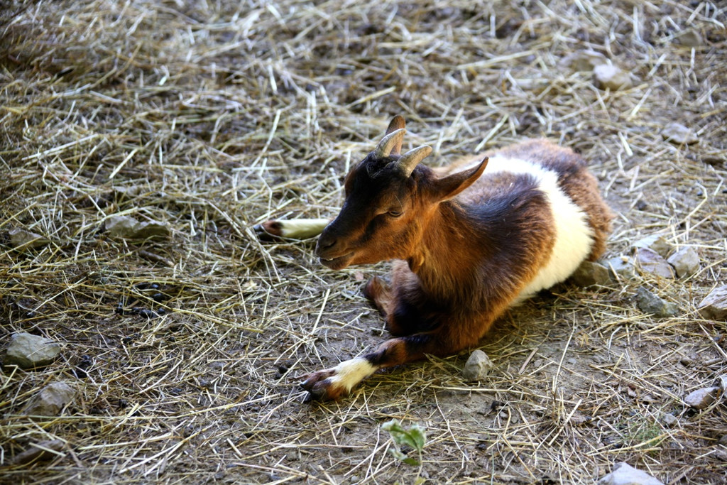 KOE_Wildpark Nachwuchs 51_jpg-1342723385