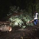 Umgestürzter Baum im Bezirk Neunkirchen - Unwetter am 19. Juli 2012