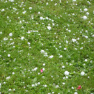 hagel31.JPG
