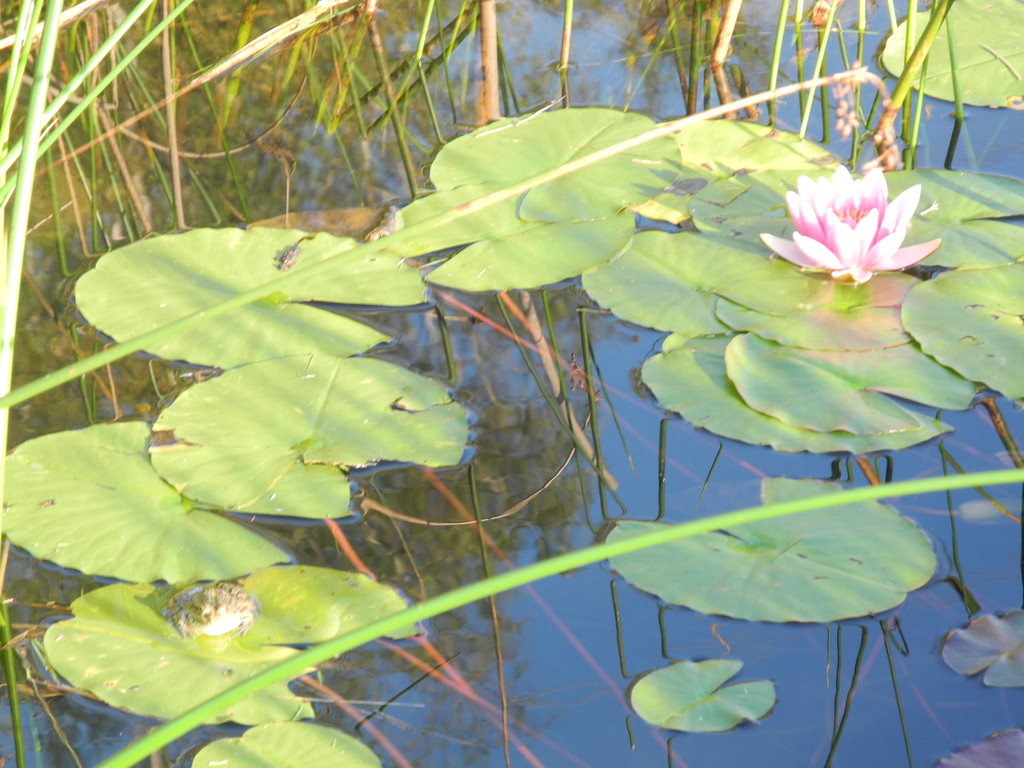 DSCN8988_JPG-1342967215