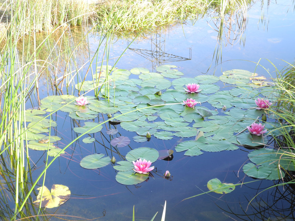 DSCN8991_JPG-1342967245