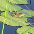 DSCN8992_JPG-1342967261