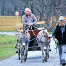 Esel 5_jpg-1343031616
