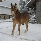 Winterimpressionen in Ludesch