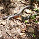 RingelnatterinFL2.jpg