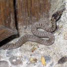 Schlingnatter-Amstetten-2008_001.jpg