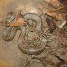 Schlingnatter-Zi-6-2007_226.jpg