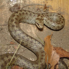 Schlingnatter-Zi-6-2007_228.jpg