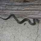 Schlingnatter_BaechleReinhard01_2011_09.jpg