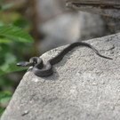 Schlingnatter_BaechleReinhard02_2011_09.jpg