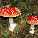 Fliegenpilz-giftig.jpg