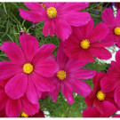 DSC001 _41_.JPG