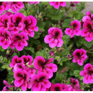 DSC001 _40_.JPG