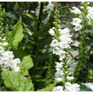 DSC001 _81_.JPG