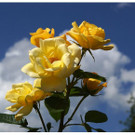 DSC001 _87_.JPG