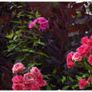 DSC001 _95_.JPG