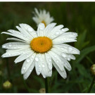 DSC001 _56_.JPG