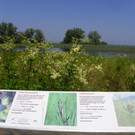   Überschwemmtes  Naturschutzgebiet  