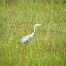 115_0679_JPG-1343166963