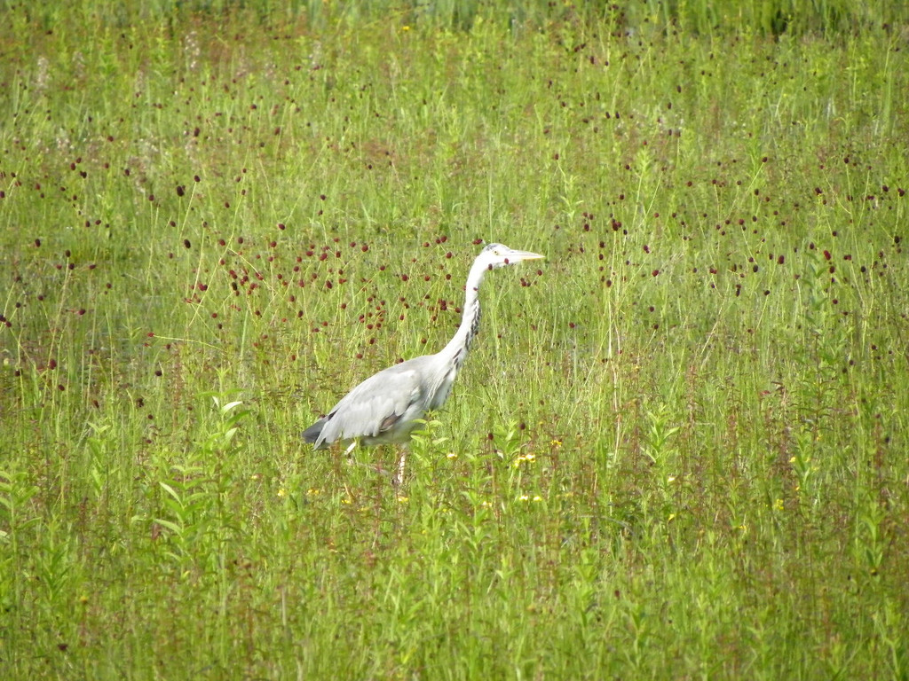 115_0679_JPG-1343166963