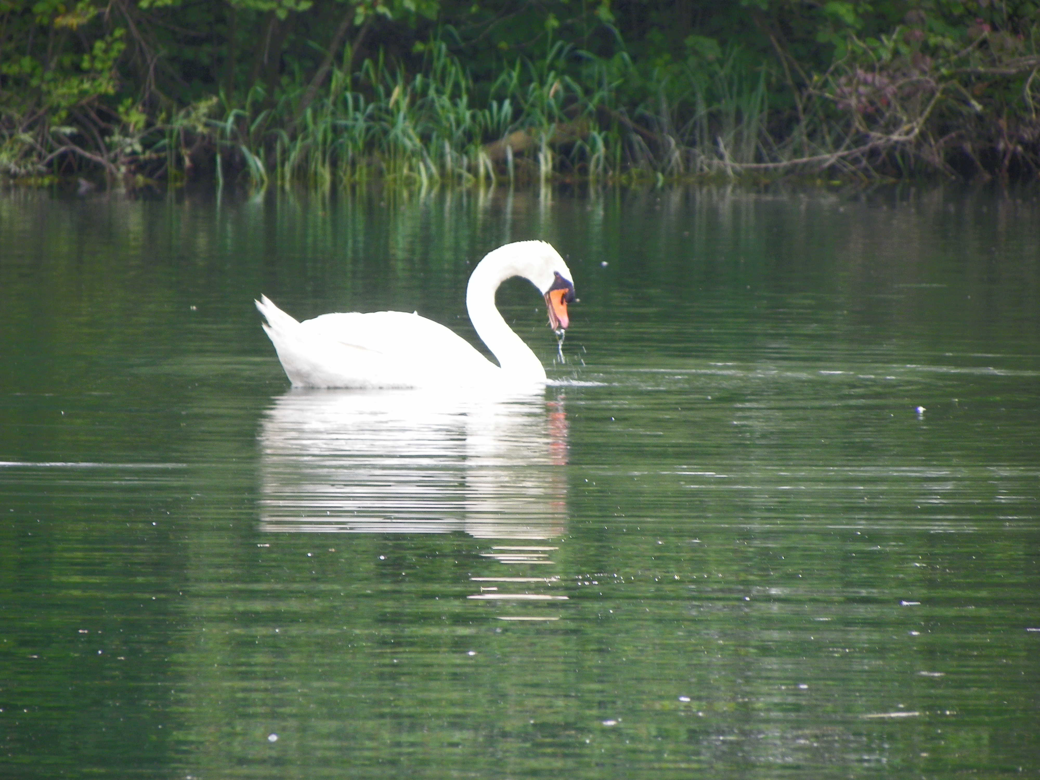 115_2866_JPG-1343167053