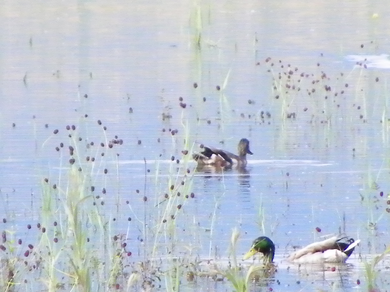 115_0683_JPG-1343166969