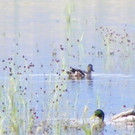 115_0683_JPG-1343166969