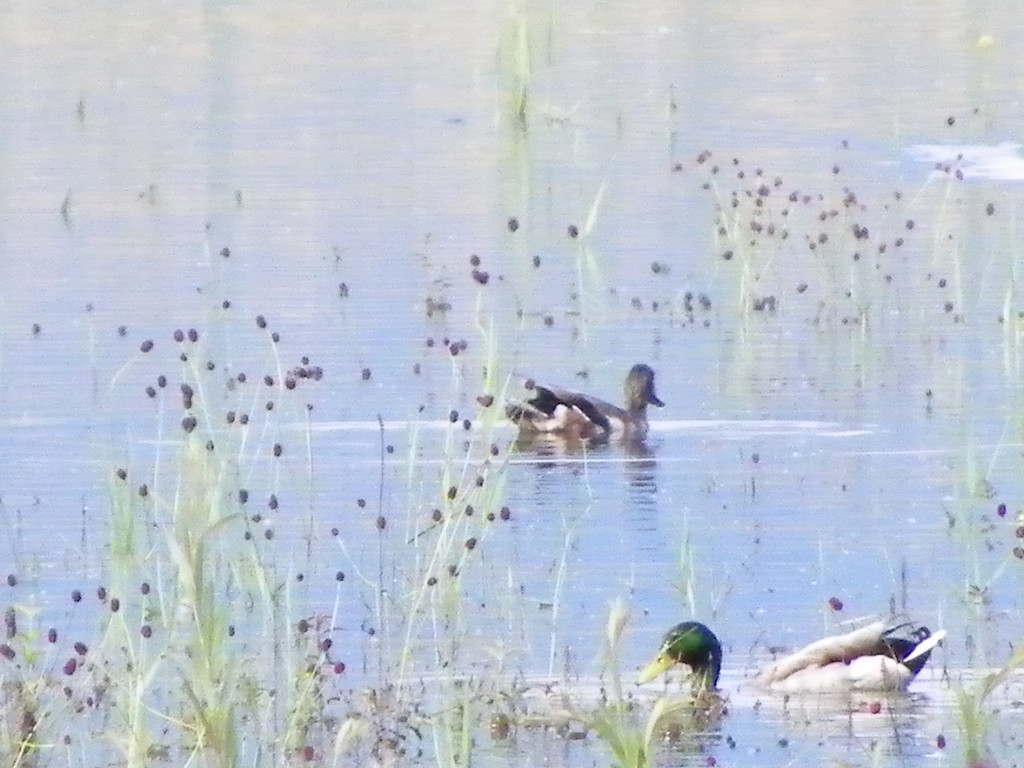 115_0683_JPG-1343166969