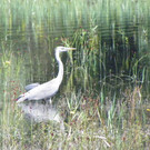 115_2095_JPG-1343167006