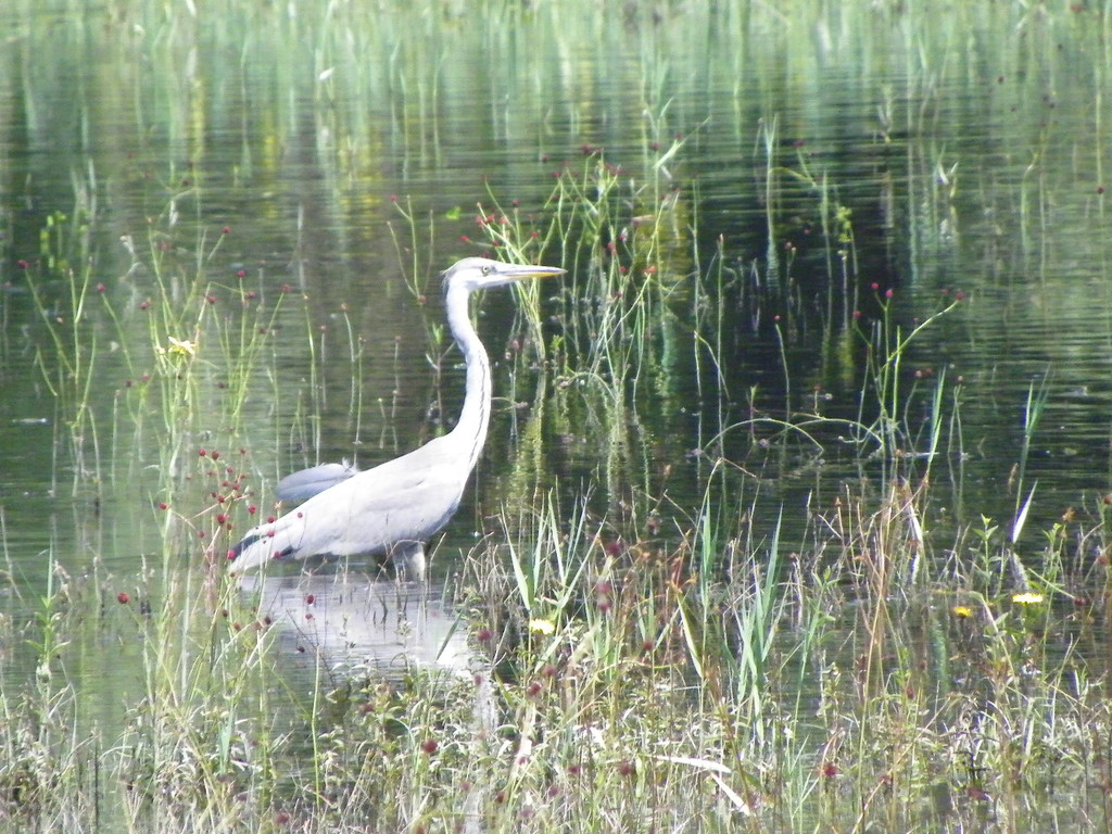 115_2095_JPG-1343167006