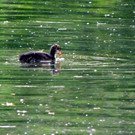 115_2868_JPG-1343167078