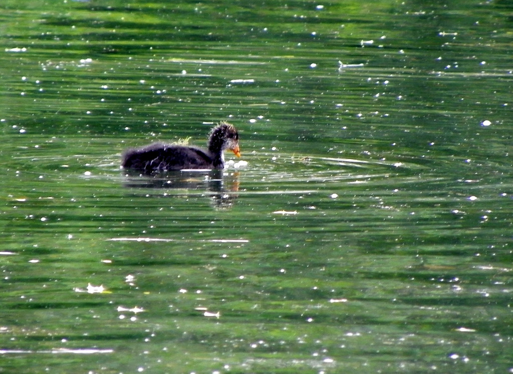 115_2868_JPG-1343167078