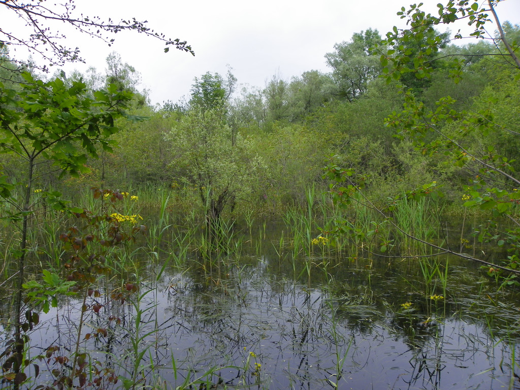 115_2871_JPG-1343167130