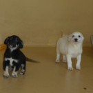 Gerettete Welpen: 14 Hundebabies zur Vergabe bereit