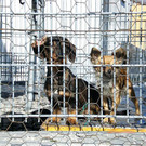 Hunde im Zwinger in Liefering