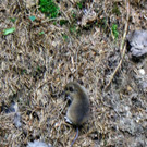 Ferienkalender Walderlebnistag 2012 _4__JPG-1343300829