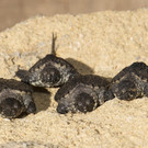 Schnappschildkröten im Tiergarten Schönbrunn geschlüpft