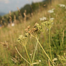 Sonne_00001 _Large__JPG-1343372111