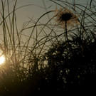 Sonne_00011 _Large__JPG-1343372121