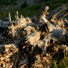 Sonne_00014 _Large__JPG-1343372124