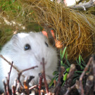 DSC_0103_JPG-1343475663